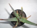 Un Aloe vera, tout simplement...??