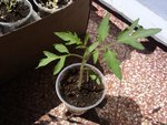 tomate 2.JPG