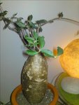 DSC04303.JPG