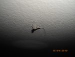 IMGP0890.JPG
