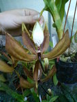 cycnoches loddigesii.JPG