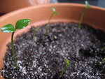 semis de pépins de citron nio