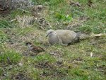 Tourterelle et moineau ?
