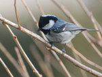 DSC_0155-web.jpg