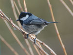 DSC_0159-web.jpg