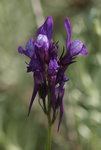 fleur.jpg