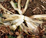 DSC00121.JPG
