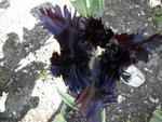 DSCN0651.JPG