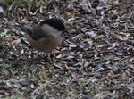 DSC_0140-web.jpg