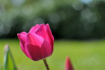 0229-tulipa-2--nx-web.jpg