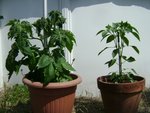 DSC03709.JPG
