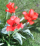 DSC04345.jpg