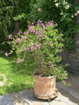 bougainvillier 2.JPG