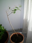 100_0046.JPG