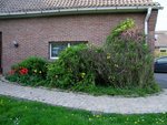 Le côté.<br />Alors celui à l'extrême droite, on dirait qu'il est tout mort à l'intérieur, rien ne pousse (sauf sur le haut) et il est tout sec et cassant...