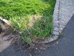 Je ne sais pas ce que c'est comme type de fleurs, à la rigueur je m'en fiche que ça soit une surprise, mais cette genre de plante rampante envahissante qui les étouffe, aucune idée de ce que c'est... J'arrache tout ?