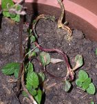 menthe malade.jpg