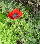 DSC05454qa.jpg