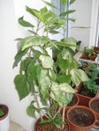 DSC03675.JPG