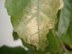 DSC03678.JPG