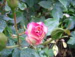 DSCN0559.JPG