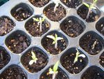 cotyledons fanés + feuilles.JPG