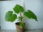 courgette.JPG