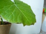 courgette2.JPG