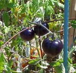 100_222.JPG