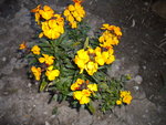 DSCN0663.JPG