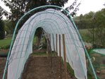 peut-être un rang de 8 et un rang de poivron et aubergine ou deux rangs de tomates