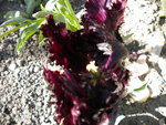 DSCN0674.JPG