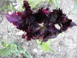 DSCN0684.JPG