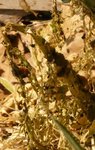 La plante &quot;après&quot;