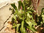 La plante &quot;avant&quot;