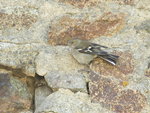 oiseau.JPG