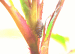 larverosier.gif