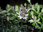 Aujourd'hui la passiflore commence à fleurir