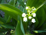 DSCN0679.JPG