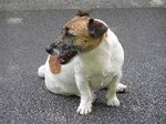 Jack Russel BB.JPG