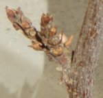 Bourgeons2.JPG