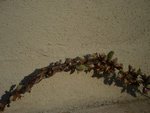 branche.jpg