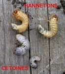 Vers blancs du compost.jpg