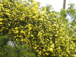 DSCN0707.JPG