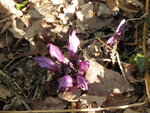fleurviolet1.JPG