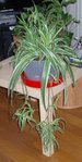 mon beau chloro....JPG