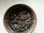 ch'tis cactus (ou plantes grasse?)
