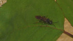 Pb2: Insecte volant