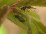 Pb2: Insecte volant