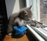 448_chat%20carabine[1].JPG